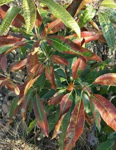 芒果叶子枯了怎么回事,芒果新叶病变怎么治疗