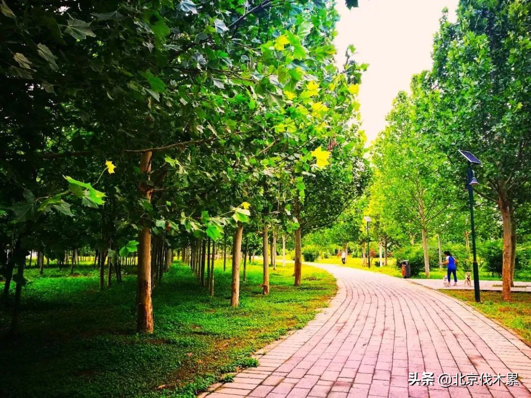 带宠物遛娃好去处,遛娃遛狗一起来