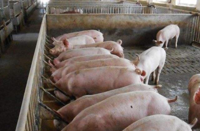 猪霉菌毒素中毒的偏方,小猪霉菌毒素中毒怎么办