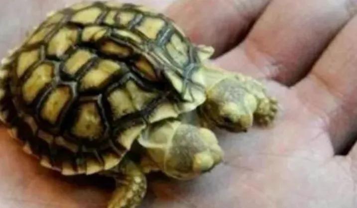 日本核废水现在排入太平洋要几天,日本排放核污水道歉过程