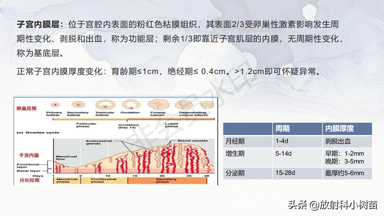 女性盆腔mri解剖图谱,泌尿生殖系统x线解剖