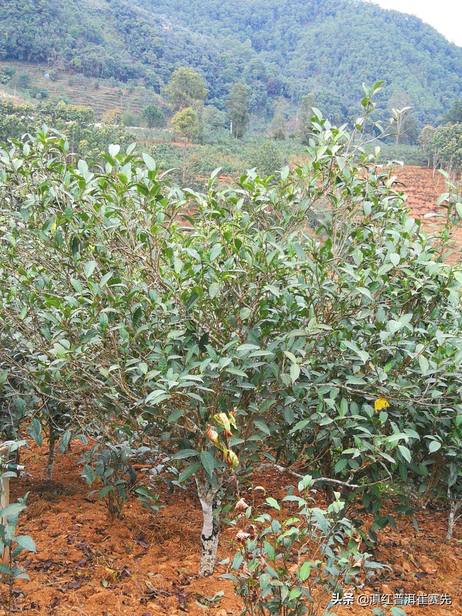 六大茶山号级普洱茶评测,昔归茶山行普洱茶