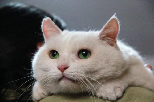 家里小猫咪丢了怎么办,家里猫咪走了怎么处理