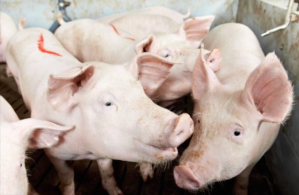 猪霉菌毒素中毒有什么症状,猪霉菌毒素中毒用什么药给猪解毒