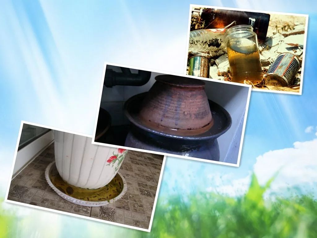 该怎么彻底消灭花脚蚊,预防登革热灭花蚊子最有效方法