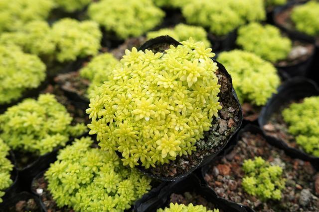 多肉早安图片大全,多肉大全100图