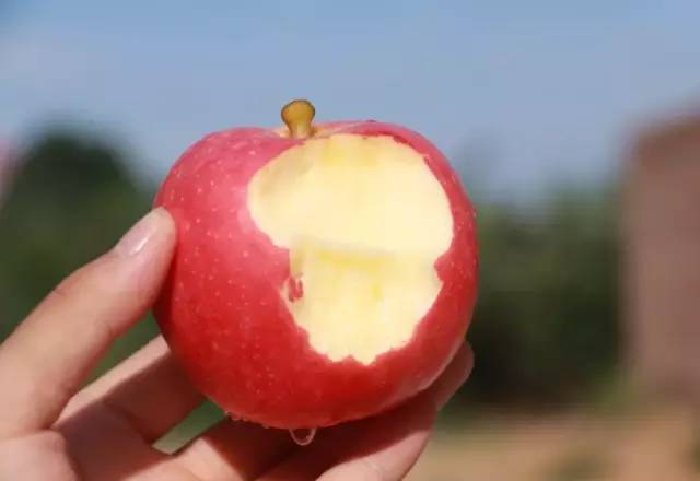 新鲜的嘎啦苹果又甜又脆,嘎啦果是酥脆还是脆甜