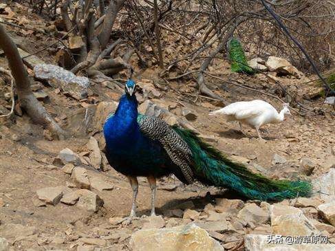 辽宁动物园野生动物,辽宁省动物园