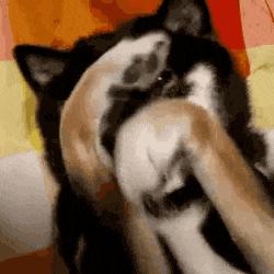 狗狗没了一只眼睛,狗狗只有一个睾丸正常吗