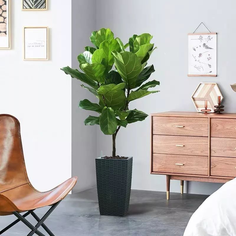 吸甲醛净化空气最好的绿植,除甲醛净化空气的室内绿植