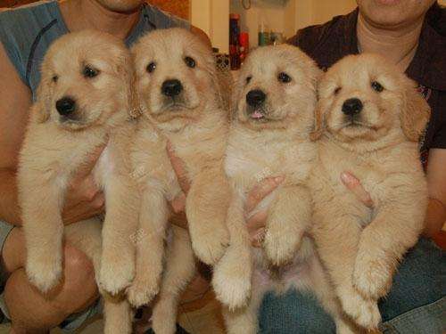 真假金毛的辨别方法,怎么快速的分清真假金毛