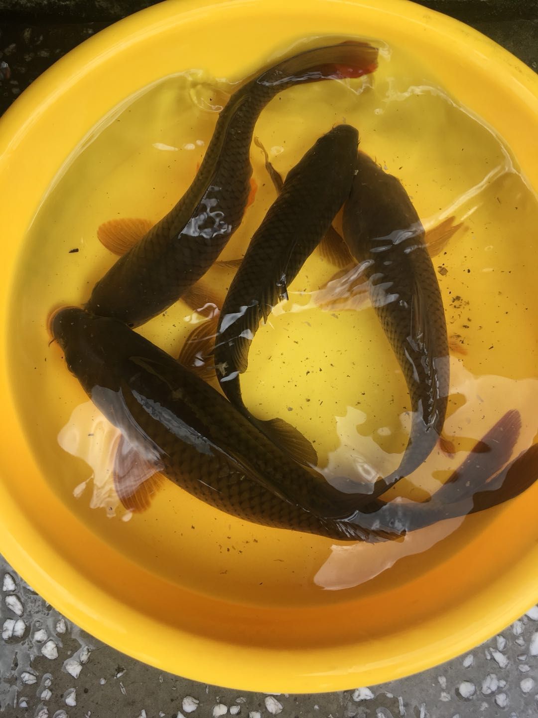 秋末初冬钓鲫鱼中午怎么突然停口,夏天鲫鱼钓着钓着停口怎么回事