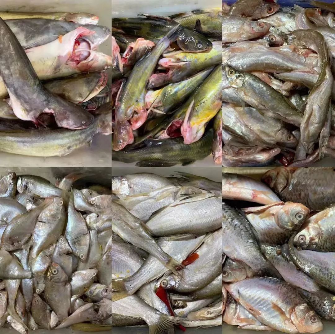 长春美食推荐老字号鱼,长春最好吃的鱼店