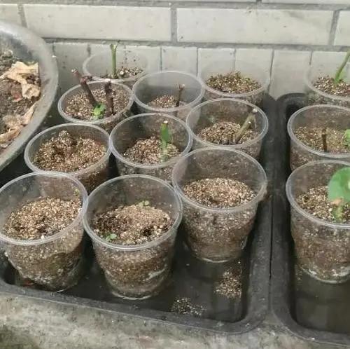 生根剂不用花钱买教你在家自己做,不用花钱在家可做万能生根剂
