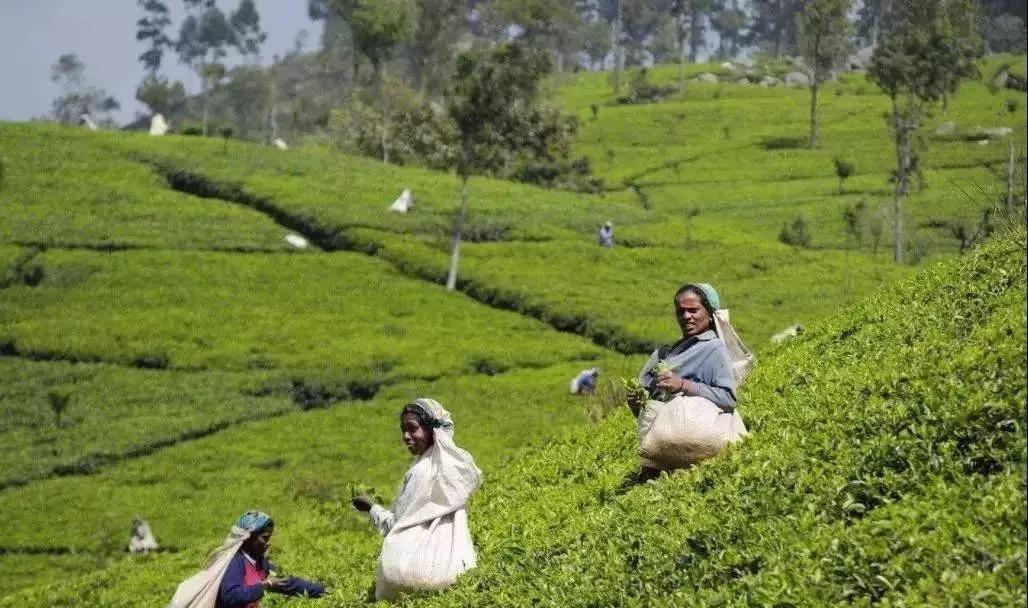 一茶一世界一品一芬芳,一茶一世界一品一红尘