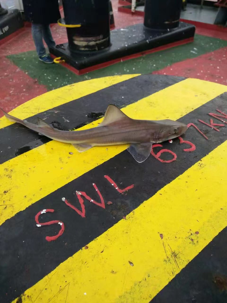 海员厨师工作难不难,做海员大厨真的难做吗