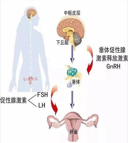 来姨妈前期健身会影响吗,辟谣经期不能吃什么