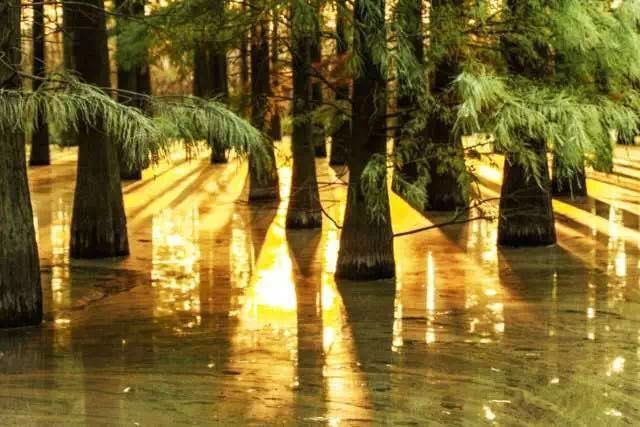 秋天来了,到崇明岛(我国第三大岛)走一圈吧