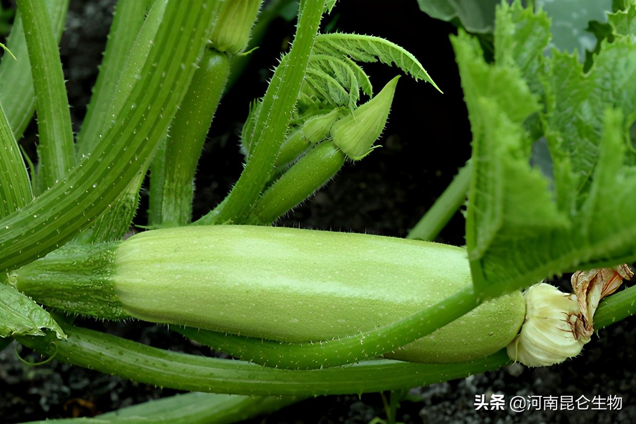 西葫芦老叶发黄怎么救,西葫芦叶子发黄枯萎怎么补救最快