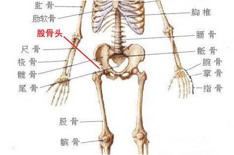 股骨头在人体的哪个位置上,股骨头在人体的哪个位置