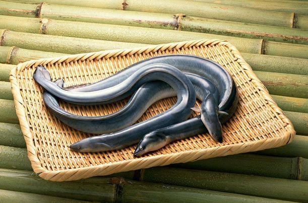 超级好吃的鳗鱼你们喜欢吃吗,最好吃的10种鳗鱼