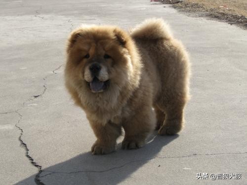 家养宠物犬有哪些,家养又具备护卫的犬