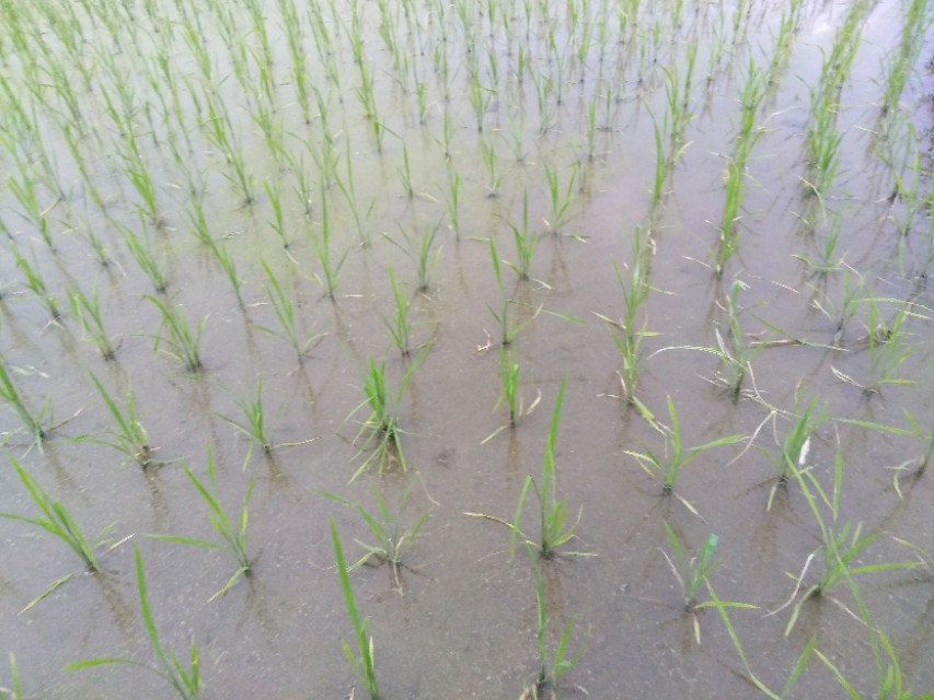 插秧前要注意什么事项视频,插秧苗时要注意哪些问题