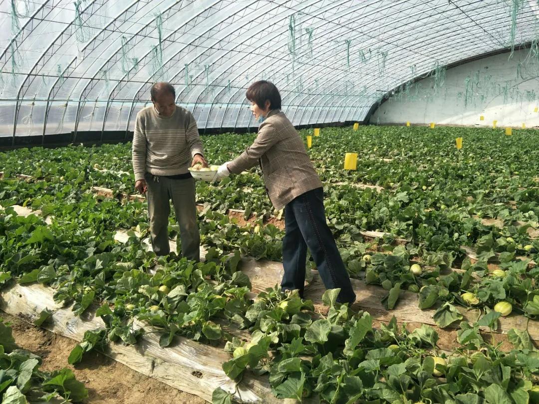 @临河的小伙伴们，双河镇临铁村灯笼红香瓜上市，快来采摘！