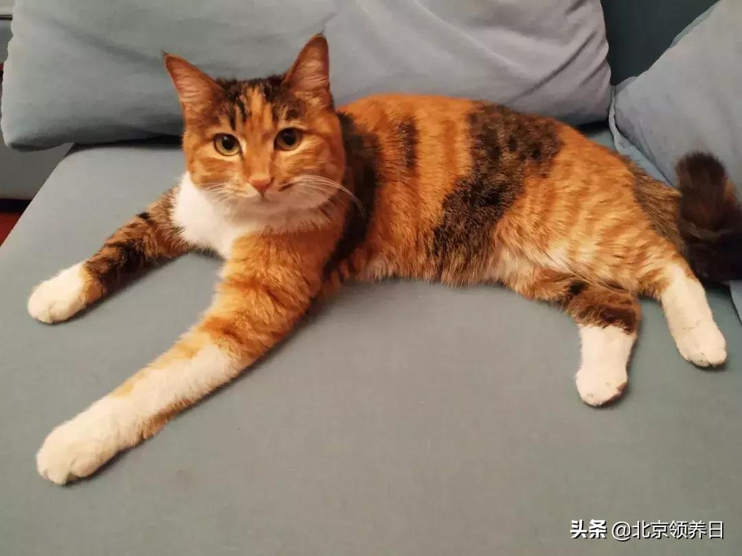 #领养代替购买#给它们一个家|线上宠物领养日,20190608加场