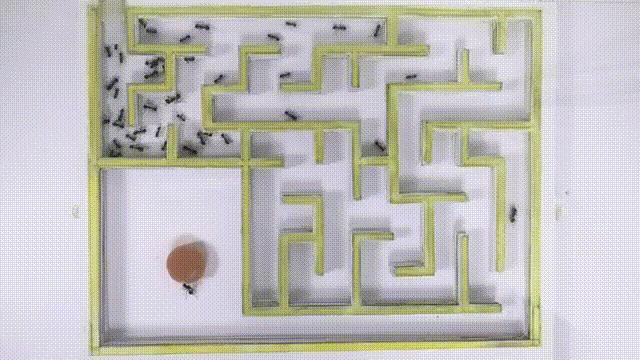 2亿*放播**量的“仓鼠走迷宫”，成了YouTube上的财富密码