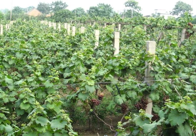 葡萄一根棍高产种植技术,想葡萄长得好怎样管理