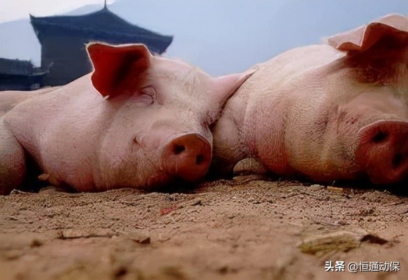 猪跛腿出现较多有什么办法,猪跛脚用什么药治疗