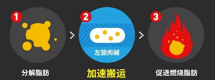 左旋肉碱真的能帮助减肥吗,左旋肉碱咖啡粉减肥靠谱吗