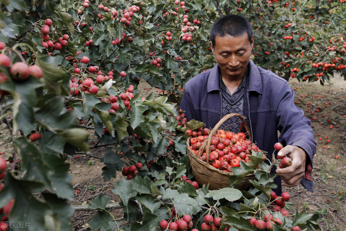 肝不好的中医特效药,肝不好百病生养肝护肝先弄清楚