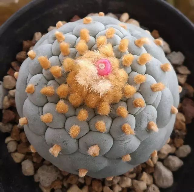 世界十大漂亮名贵花卉,植物研究世界名贵花卉