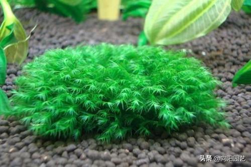 鱼缸造景莫斯草怎么栽,草金鱼缸造景石头摆法