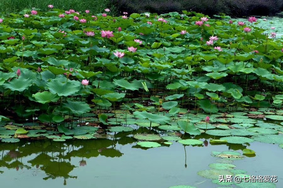 荷花年年开，看荷的人儿年年来，又闻荷花香
