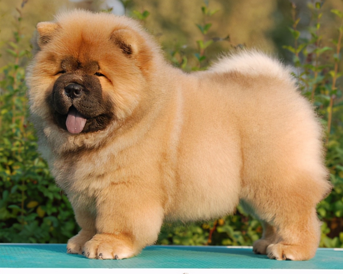 狗狗在中国最受欢迎的品种,中国本土的狗狗有哪些品种