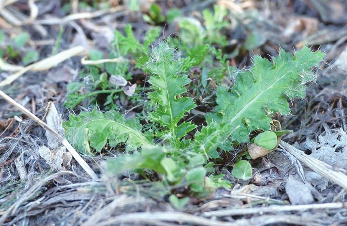 清明植物图鉴,清明时有什么植物和动物