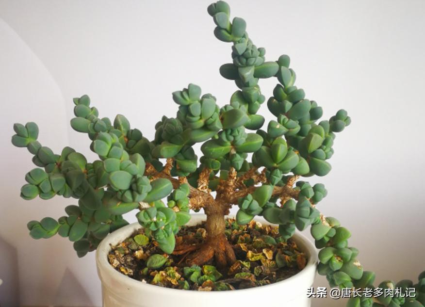 多肉嫩桩变老桩,高桩碧桃多肉老桩