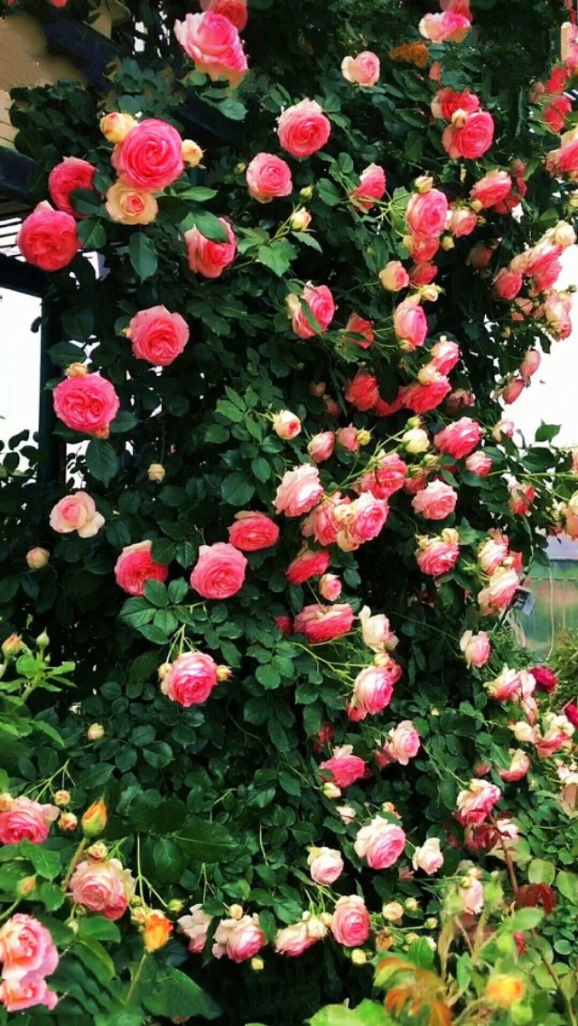 夏天美丽的花,漂亮的花儿开放时间