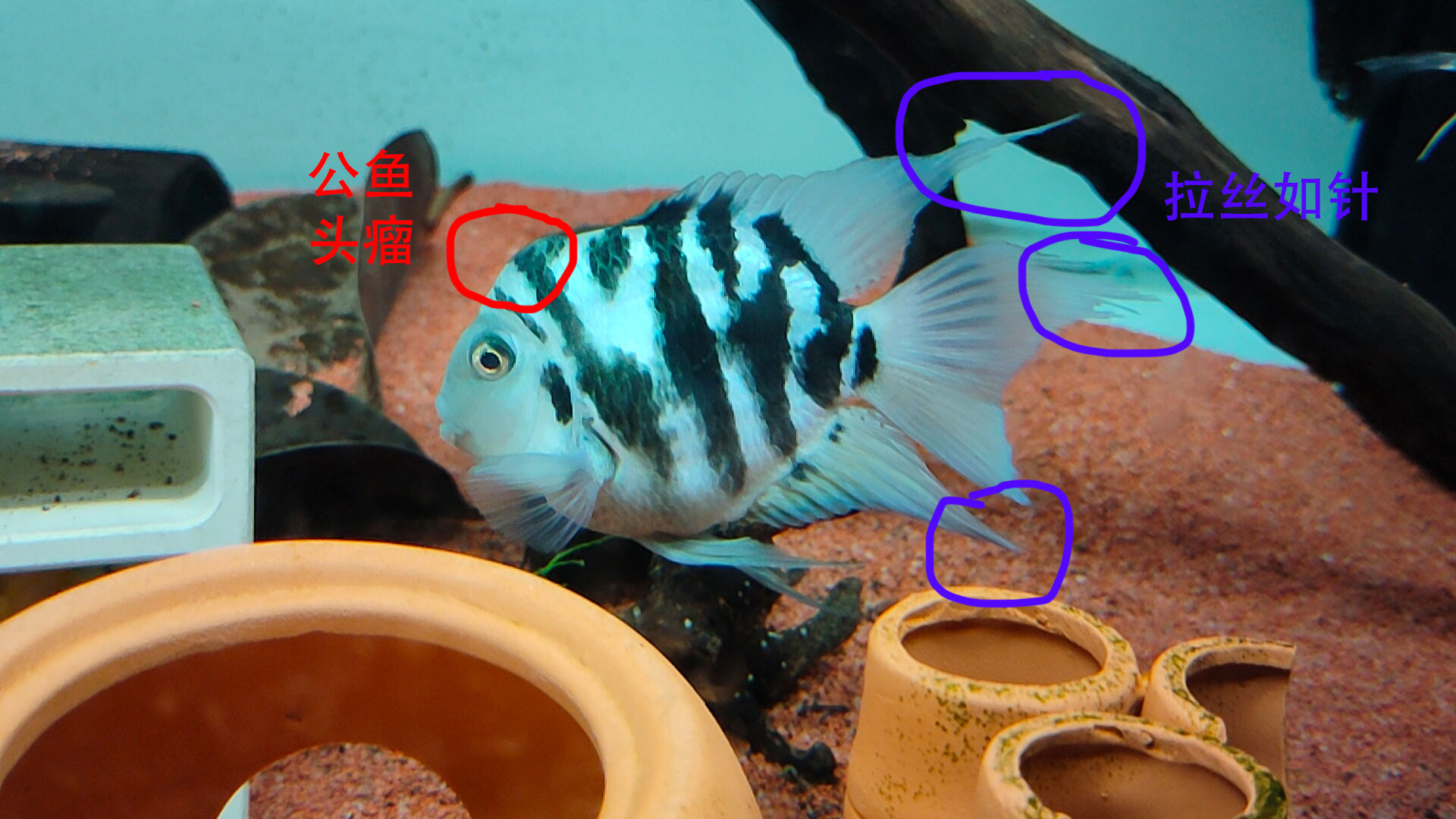 宝石蓝迷你鹦鹉鱼怎么分公母,迷你白金鹦鹉鱼多大可以分公母