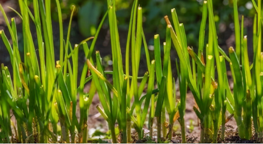 韭菜防治根蛆的最佳方法,韭菜越长越黄是怎么回事