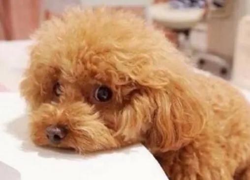 狗狗舔你的脚要不要制止,狗狗爱舔这五个部位