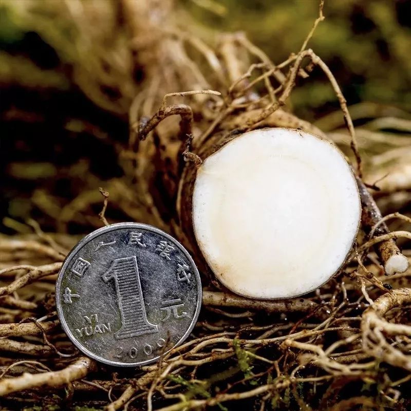 长白山鲜人参煲鸡,长白山精品袋装鲜人参炖鸡