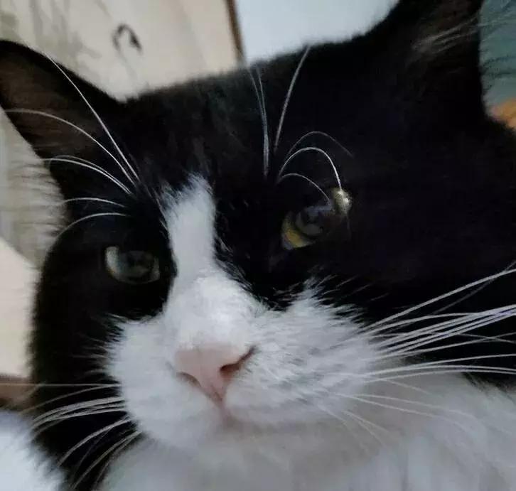 怎么惹猫生气很愤怒,惹猫生气的方法