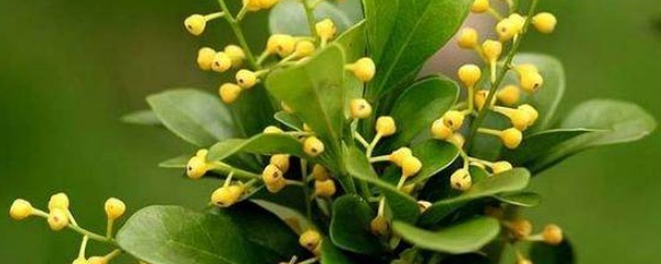 米兰花大量掉叶子怎么解决,米兰花掉叶子怎么办