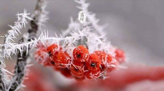 霜降诗词配图,霜降节气诗句及图片