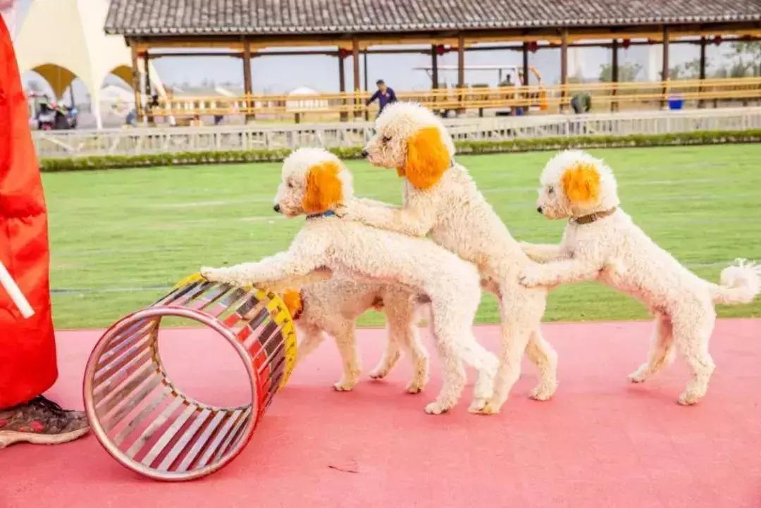 2022帐篷音乐节,帐篷露营音乐节