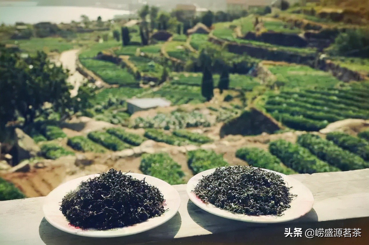 优质崂山绿茶特点,最好的崂山绿茶推荐品种